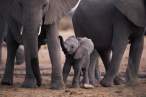 Elephants.jpg