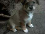 Puppy.jpg