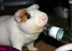 Drinker.jpg