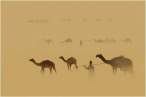 Camel.jpg