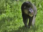 Monkey.jpg