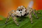 Spider.jpg