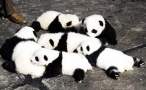 Little panda bears.jpg