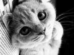 Kitty.jpg