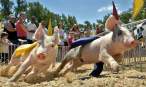 Pig race.jpg