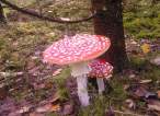 Funghi.jpg