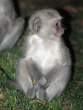 Monkey.jpg
