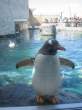 Penguin.jpg