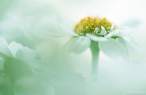 Flower.jpg