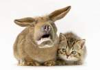 Wabbit.jpg
