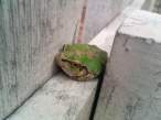Frog.jpg