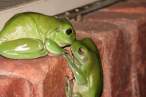 Frog kiss.jpg