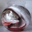 Fish.jpg