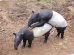Hump.jpg