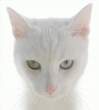 White kitty.jpg