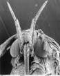 Insect.jpg
