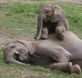 Elephants.jpg