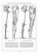 (eBook - English) Andrew Loomis - Figure Drawing - For All It's Worth_Page_058_Image_0001.jpg