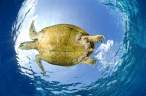 Turtle.jpg