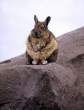 Kangoroo.jpg