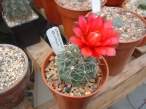 Gymno_baldianum.jpg