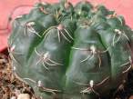 Gymnocalycium_baldianum.jpg