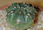 Gymnocalycium_baldianum4.jpg