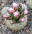 Gymnocalycium_bruchii_albispinum.jpg