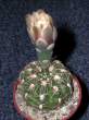 Gymnocalycium_calochlorum.jpg
