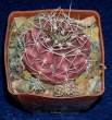 Gymnocalycium_damsii.jpg