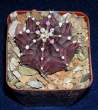 Gymnocalycium_friedrichii.jpg