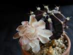 Gymnocalycium_mihanovichii_fredrichii_noir.jpg