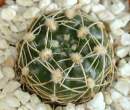 Gymnocalycium_netrelianum.jpg