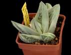 Gasteraloe_cv_greenice.jpg