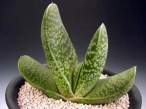 Gasteria_carinata.jpg