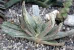 Gasteria_disticha.jpg