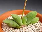 Gasteria_glomerata.jpg
