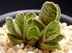 Gasteria_gracilis_minima.jpg