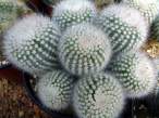 Rebutia_grandiflora.jpg
