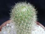 Rebutia_senilis_kesselringiana.jpg
