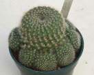 Rebutia_violiciflora.jpg