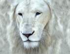 Lion.jpg