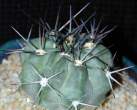 Acanthocalycium thionanthum 02.jpg