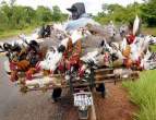 Chicken transport.jpg