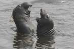 Seal.jpg