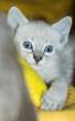 Kitty.jpg