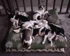 Kitties.jpg