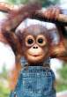 Monkey.jpg