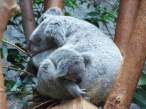 Koala.jpg