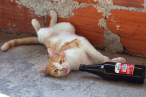Drinker.jpg